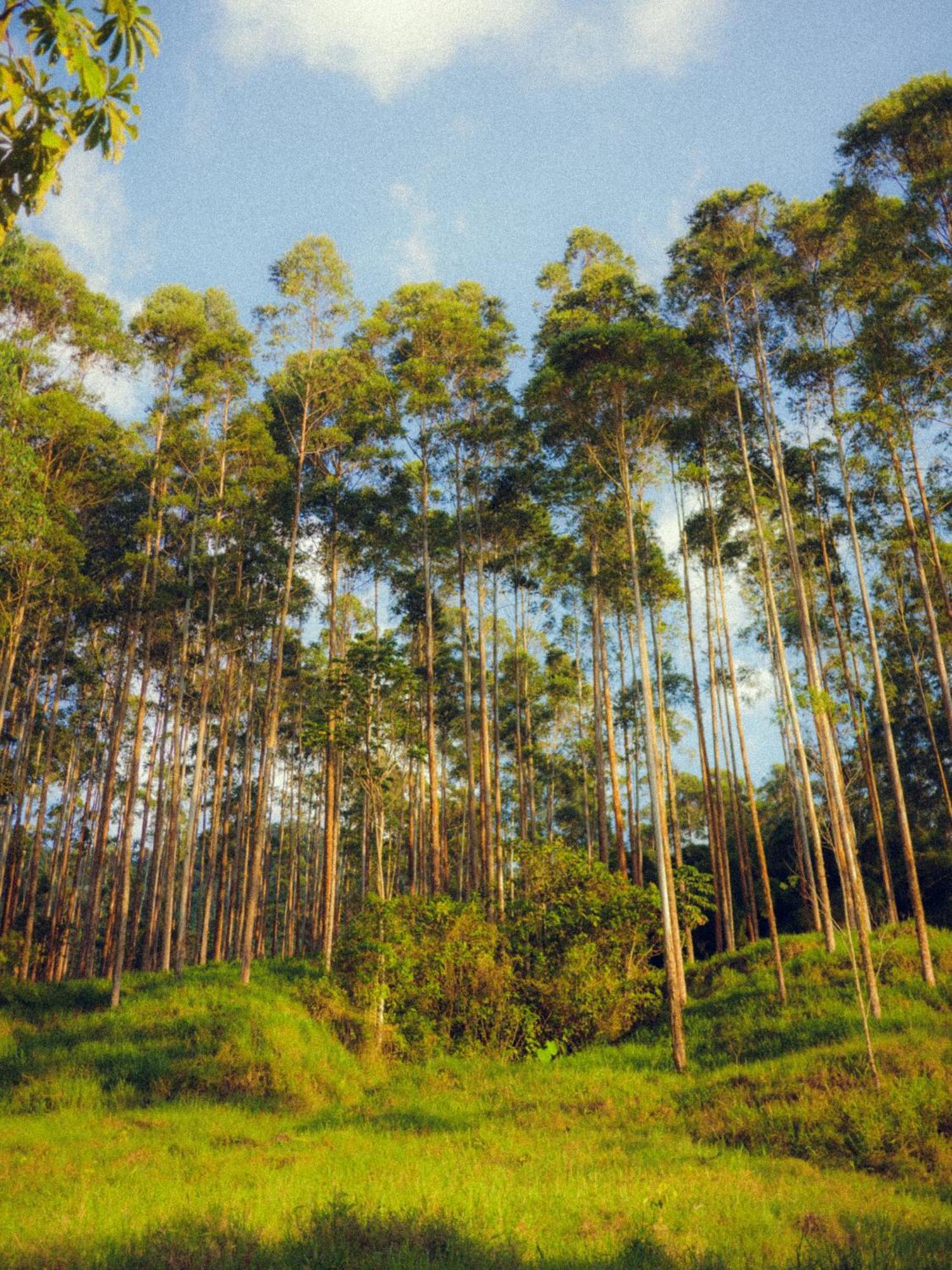 Creo Ecolodge Jardin Luaran gambar